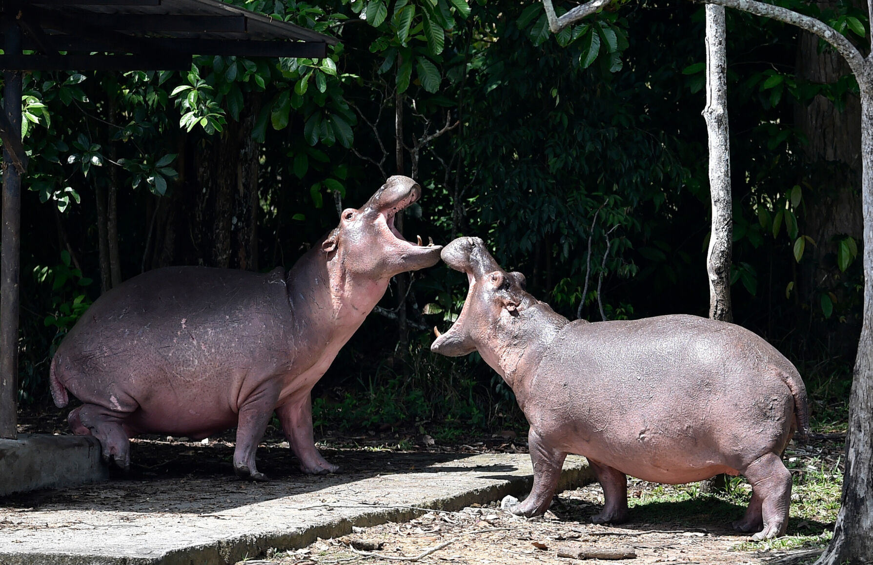 Colombia's 'cocaine hippos' must be culled, scientists say -- but not everyone agrees
